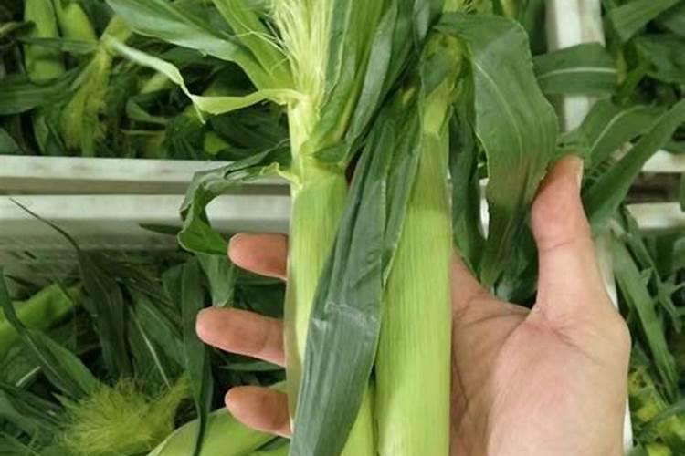 肥料十大名牌玉米专用肥