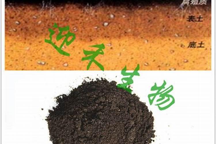 种植西红柿用钙肥红吗