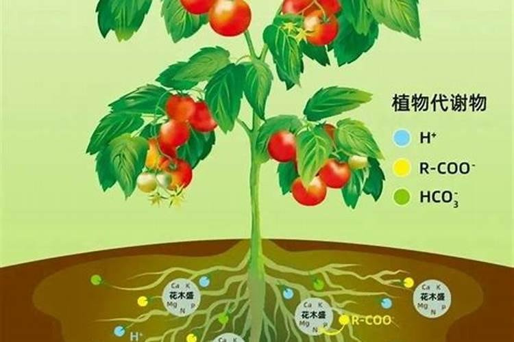 兰花用什么肥料好
