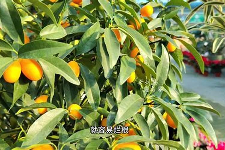 柑桔幼苗打花用什么高氮叶面肥？