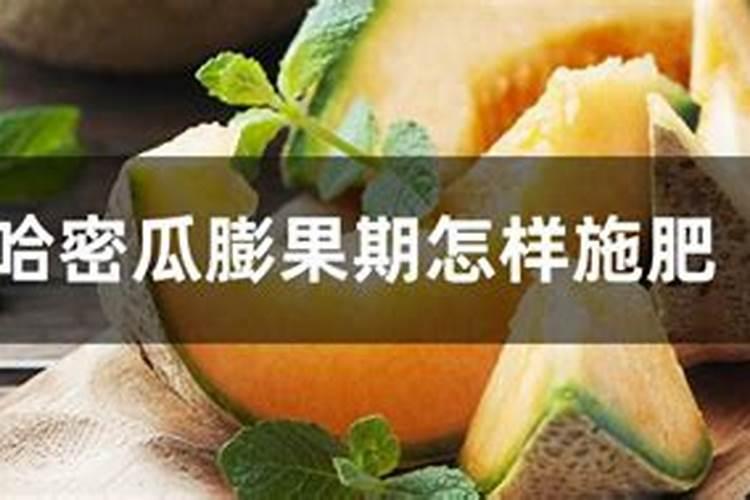 种哈密瓜
