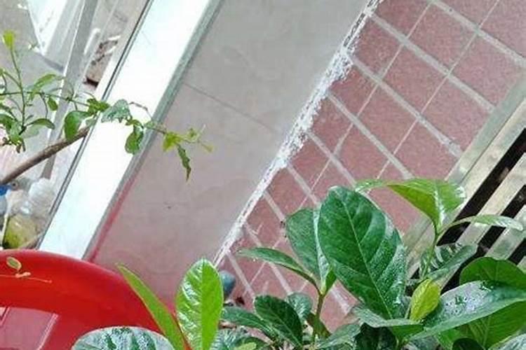 柠檬树施肥过多症状