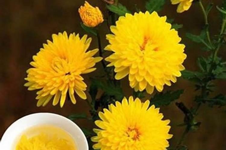 菊花的水肥管理技巧有哪些？