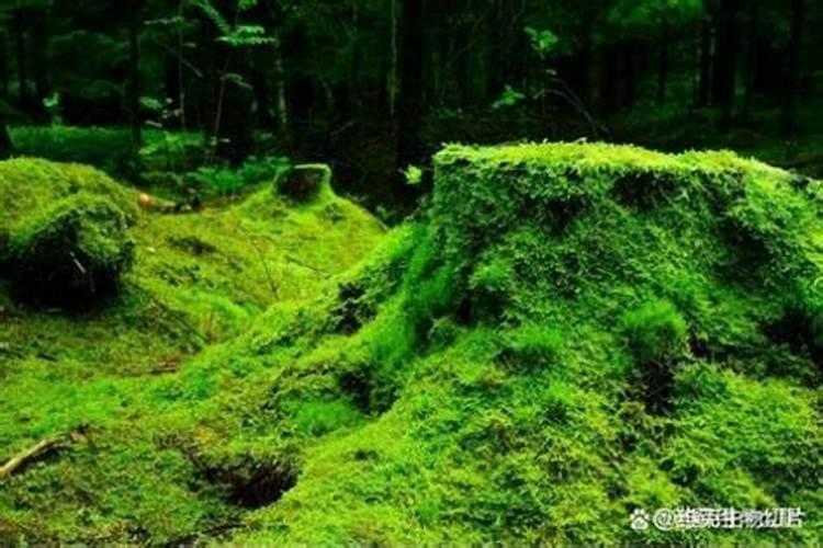 上海鲜花批发质量商家