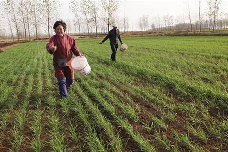 辣椒需要施什么肥料 施肥过多怎么处理