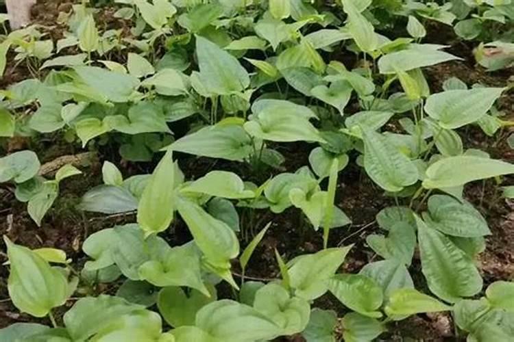 种菜用什么肥料最好