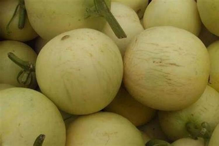 西葫芦怎么种植方法