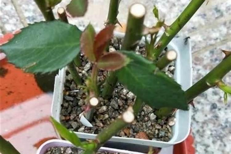 月季花施什么肥料较好