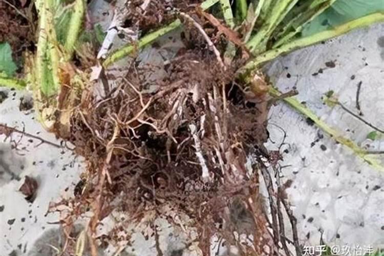 对枣树施肥离树根多远最好