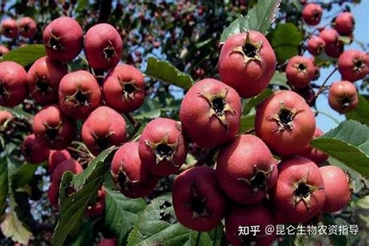 养花复合肥和农用复合肥的区别  养花用复合肥好还是有机肥好