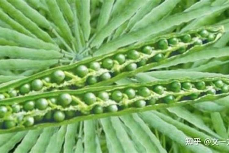 油菜施肥用什么肥料