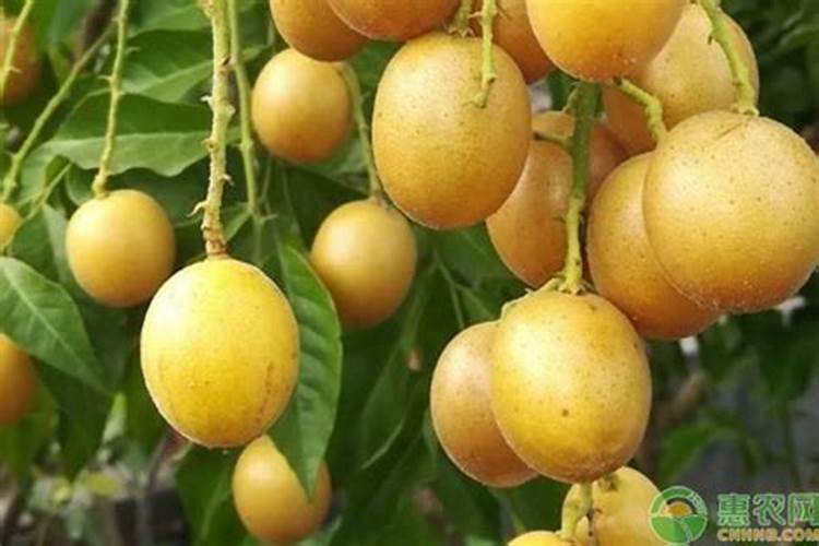 黄皮树怎样促花保果
