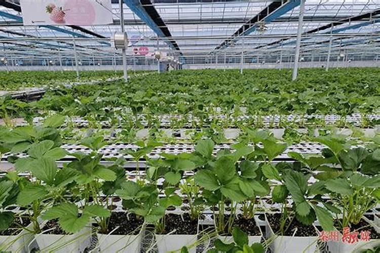 赤霉素、芸苔素、多效唑用法大汇总!