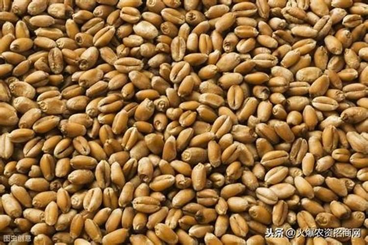 土豆追肥用什么肥料？用了这些肥料土豆养得活才怪