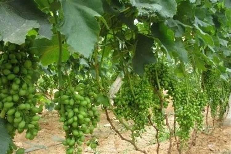 玉米一次性施肥氮磷钾怎么配合