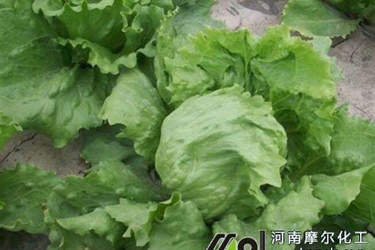 生菜叶片增厚用什么叶面肥