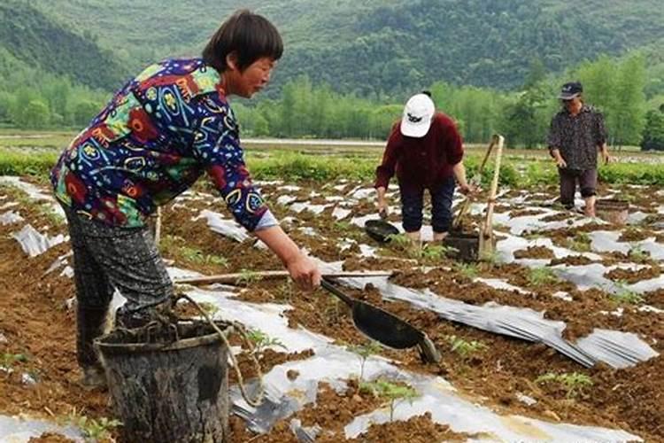 育苗用什么土 种子育苗用什么土