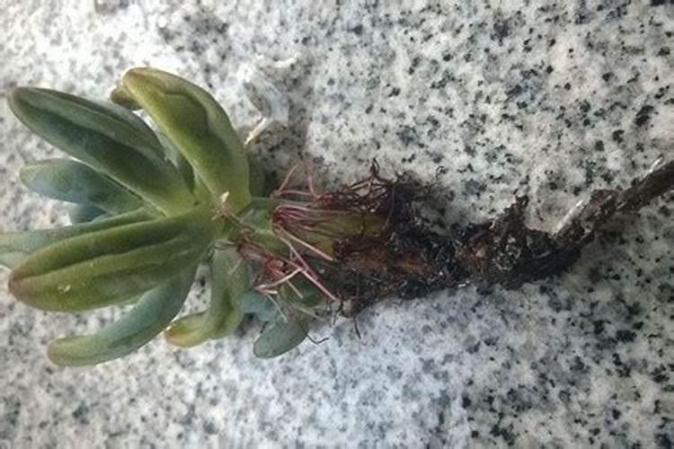 培育茄子苗的营养土复合肥料放多了怎么办