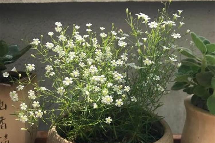 黑豆如何做花肥