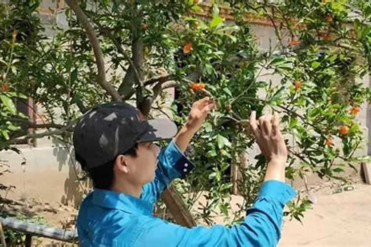石榴挂果后施什么肥