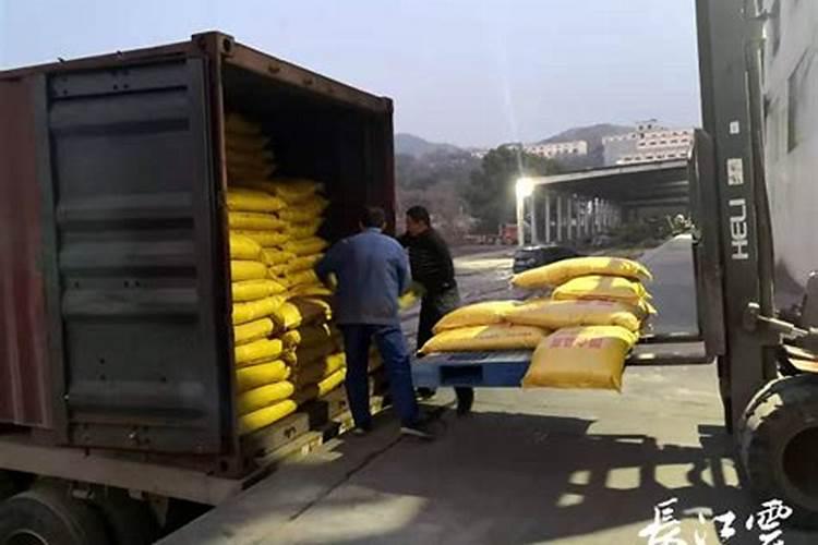 湖北孝感种植什么品种的油茶树