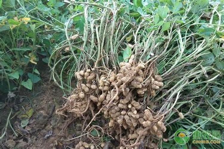 花生对于肥料的需求有哪些 哪种叶面肥可促花生高产