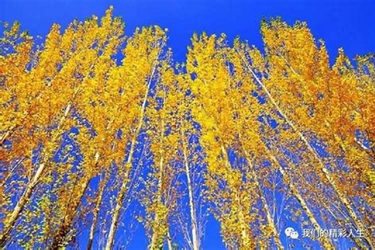 大白杨树施什么肥最好