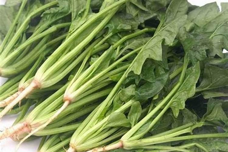 菠菜快速生长适合用什么肥料