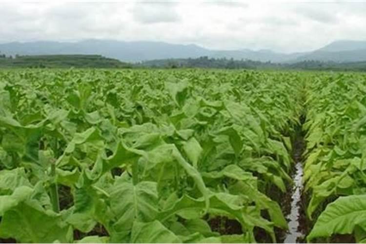 观叶类花卉或叶菜类作物应多施什么肥？
