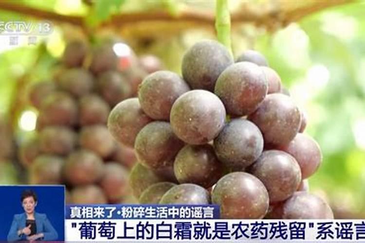 桂花树出芽后黑芽干枯？