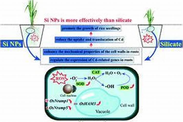 水稻移栽后需施什肥料