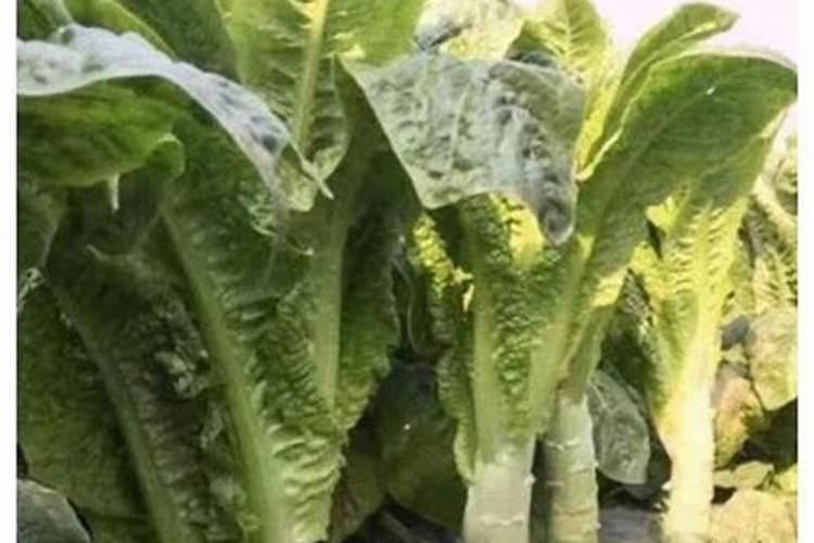 莴笋抽薹的原因是什么 控制技巧总结