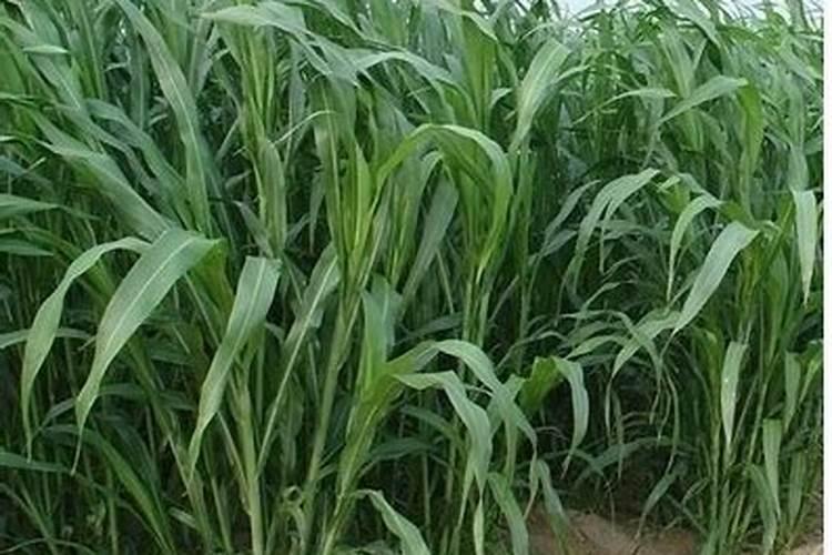 种植牧草需要什么肥料