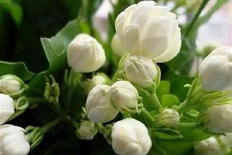 茉莉花最忌讳三种肥料
