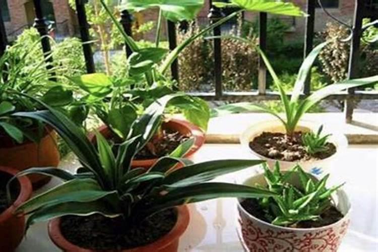 垂枝茉莉要养多大几年能开花 垂茉莉怎么养才会开花