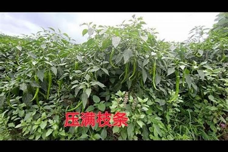 辣椒初花期需要什么肥