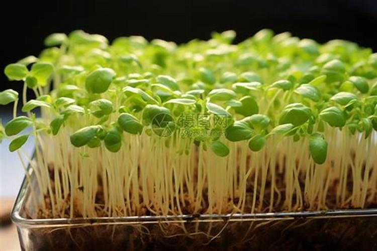 如何选择优质大豆品种？