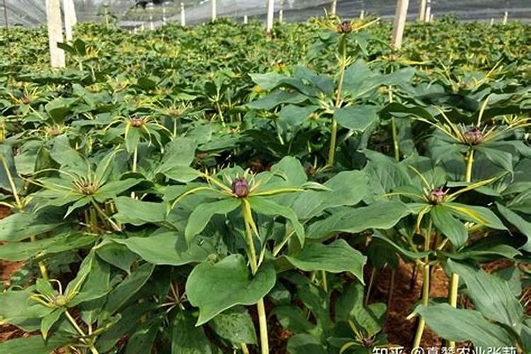 种植中药材施什么肥料好？