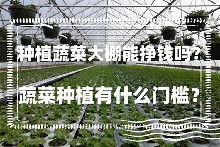 大棚种植需要什么技术？