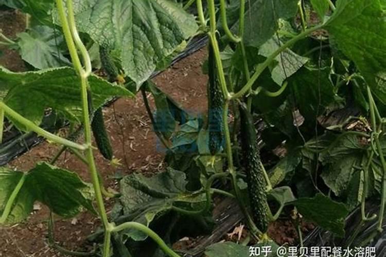 黄瓜用什么肥料产量高
