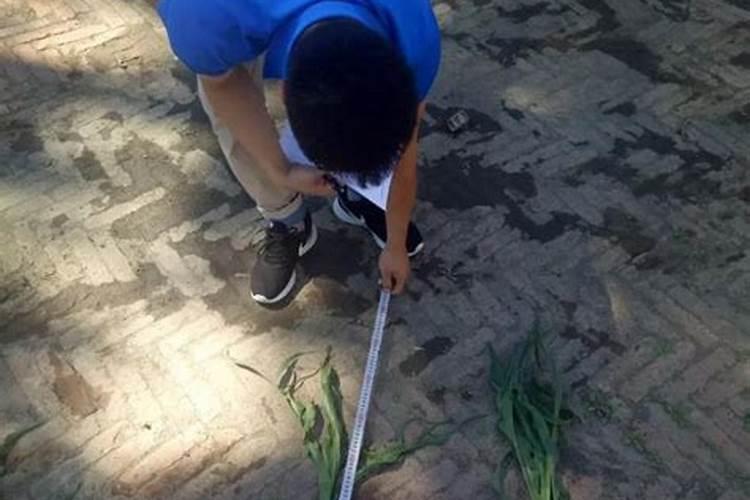 甜菜红是天然色素吗