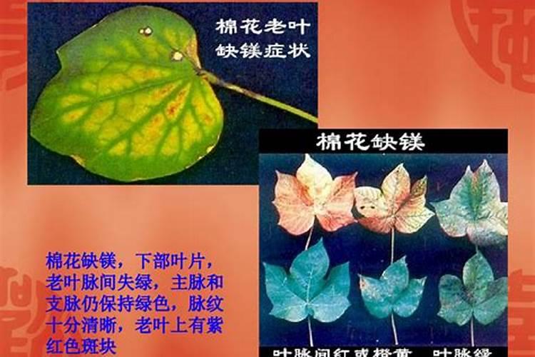 蔬菜长期施用镁肥什么后果