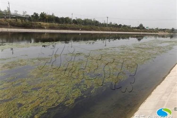 兰花浇什么肥料合适