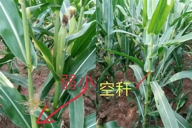 如何给农作物科学施用锌肥