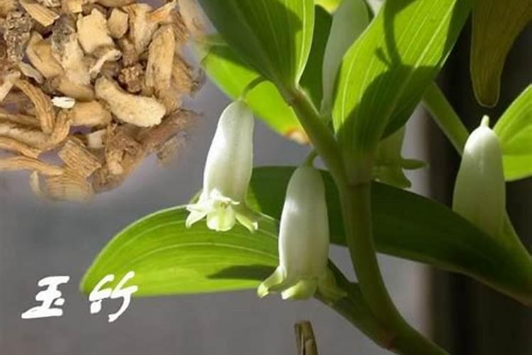 玉竹的种植方法都有哪些
