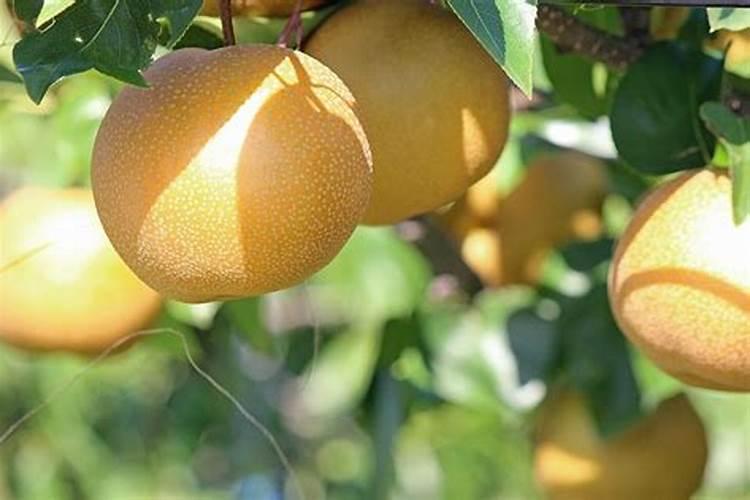 硼肥什么时候施肥最好
