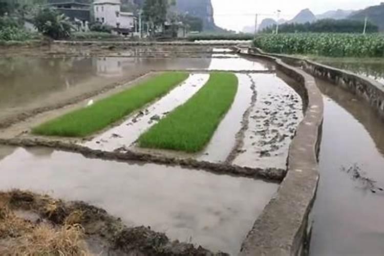 水稻钾肥什么时候施