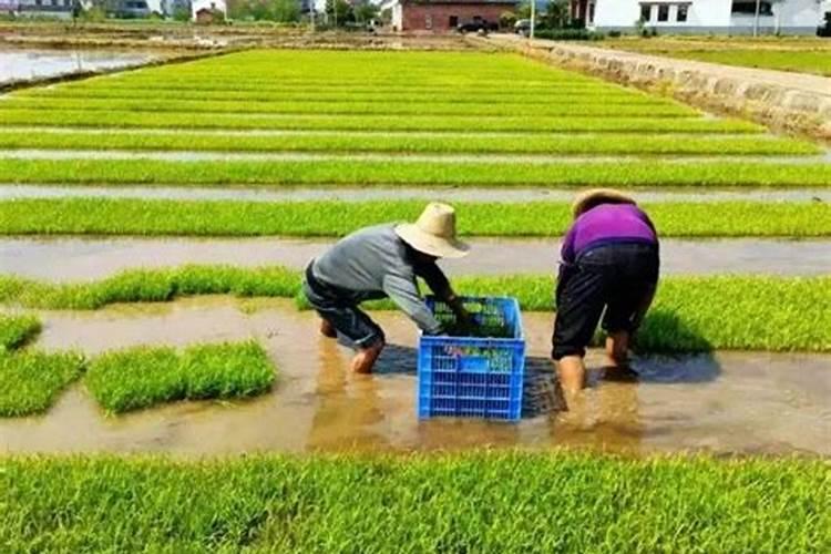 水稻钾肥什么时候施