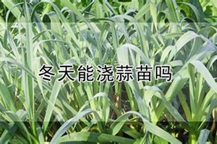 种蒜苗用什么肥料好