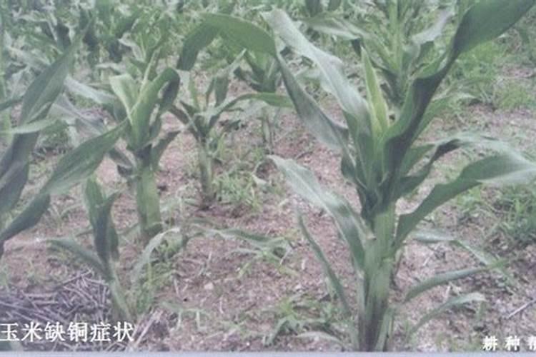 沃尔壮大量元素水溶肥可以用于红薯玉米吗？